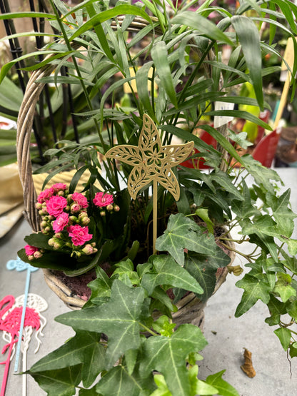 Pic décoratif Etoile de Mer – Professionnel